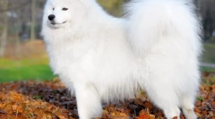 Samoyed laika (foto) - lojalny przyjaciel i pozytywny ładunek energii