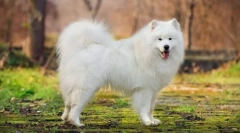 Samozwyciężający psa