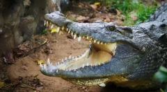 Najbardziej agresywne zwierzęta na świecie