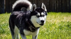 Najbardziej aktywne rasy psów na świecie