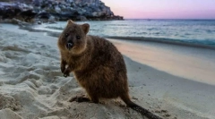 Najbardziej nieszkodliwe zwierzęta na świecie