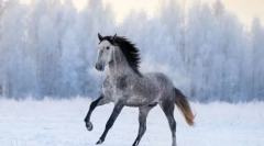 Najszybsze rasy koni