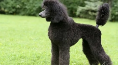 Najszybsze rasy psów