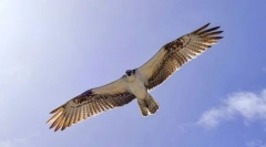 Najszybsze ptaki na świecie