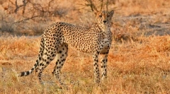 Najszybsze zwierzęta na świecie