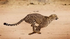 Najszybsze zwierzęta