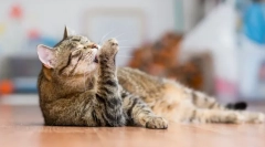 Najbardziej czyste zwierzęta