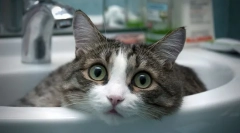 Najbardziej miły i czuły rasy kotów