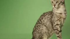 Najbardziej życzliwi rasy kotów