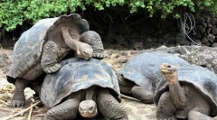 Najbardziej żywiołowe zwierzęta na świecie