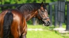 Najdroższe konie na świecie