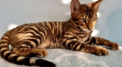 Najdroższe rasy kotów