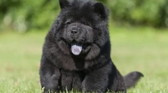 Najdroższe rasy psów