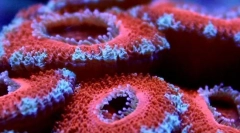 Najbardziej starożytni morskich mieszkańców