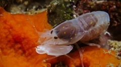 Najgłośniejsze zwierzęta na świecie