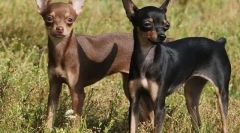 Najbardziej znane nierozpoznane rasy psów (ze zdjęciami)