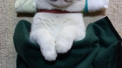 Najbardziej znane koty i koty w internecie