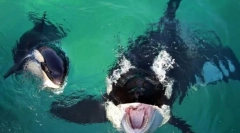 Najbardziej znane wieloryby tobastowe