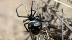 Najbardziej trujące pająki świata