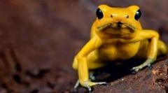 Najbardziej trujące zwierzęta na świecie