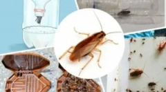 Najbardziej wydajne pułapki do karaluchów