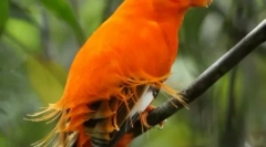 Najpiękniejsze egzotyczne ptaki (12 zdjęć)