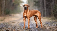 Najpiękniejsze legendy o pochodzeniu ras psów