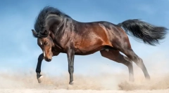 Najpiękniejsze konie na świecie
