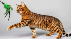 Najpiękniejsze rasy kotów