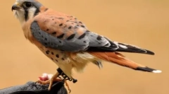 Najpiękniejsze ptaki planety (10 zdjęć)