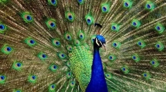 Najpiękniejsze ptaki