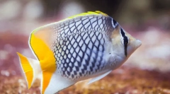 Najpiękniejsze zwierzęta na świecie