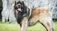 Największe rasy psów na świecie