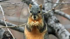 Najczęściej urocze konta instagrama ze zwierzętami