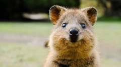 Najbardziej urocze zwierzęta na świecie