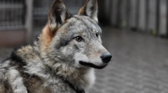 Najbardziej niezwykłe zwierzęta