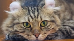 Najbardziej niezwykłe rasy kotów