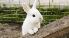 Najbardziej bezpretensjonalne zwierzęta