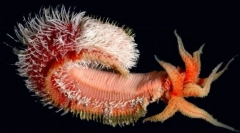 Najbardziej niesamowite formy życia znajdujące się na głębokości oceanu spokojnego