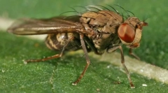 Najbardziej niebezpieczne owady dla człowieka