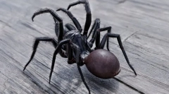 Najbardziej niebezpieczne i trujące pająki na świecie