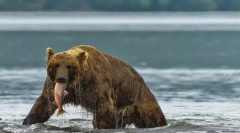 Najbardziej niebezpieczne niedźwiedzie na świecie