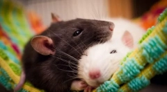 Najbardziej niebezpieczne ssaki