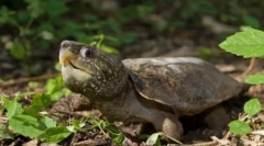 Najbardziej niebezpieczne żółwie i jaszczurki na planecie