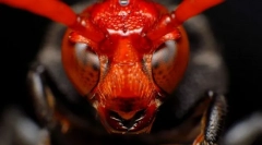 Najbardziej niebezpieczne owady