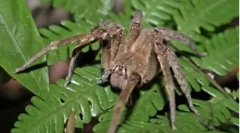 Najbardziej niebezpieczne pająki