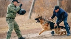 Najbardziej niebezpieczne rasy psów