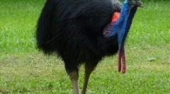 Najbardziej niebezpieczne ptaki na świecie, które lepiej nie spaść