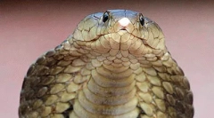 Najbardziej niebezpieczne gady