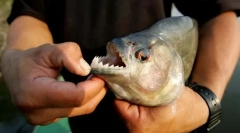 Najbardziej niebezpieczna ryba